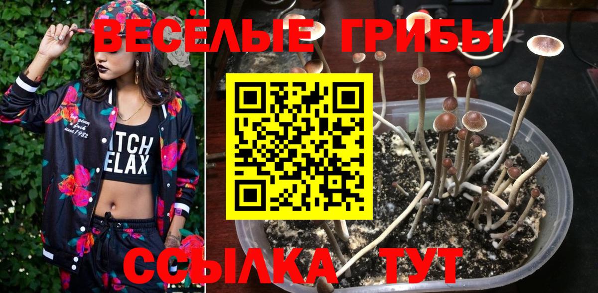 Псилоцибиновые грибы Cubensis  Вход с VPN  Семилуки 